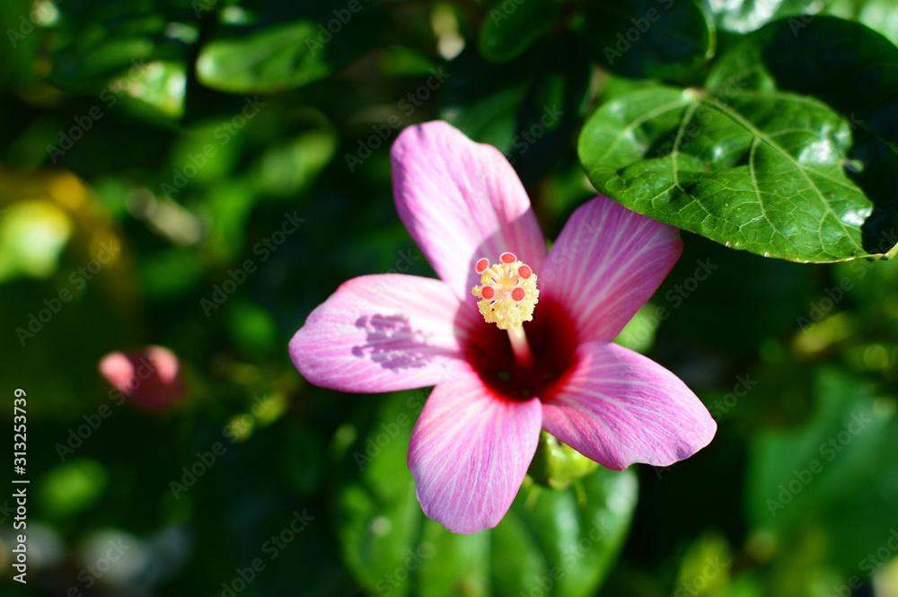 小さいピンクのハイビスカスの花 Stock Photo Adobe Stock