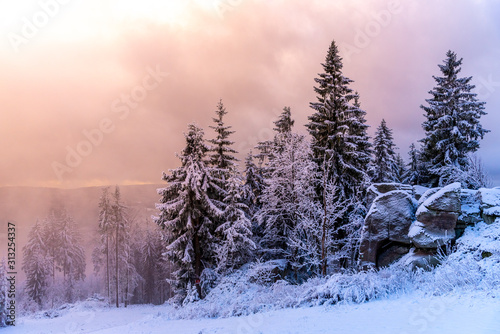 Winter forest scenery. Coniferous trees covered by snow and illuminated by evening sunset © pyty