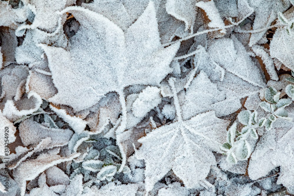white frozen leaves at the ground in winter