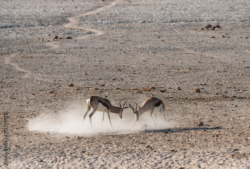 Springbok Antelopes Fighting in Etosha National Park  Namibia