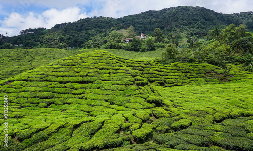 Tea plantation in Cameron Highlands  Malaysia