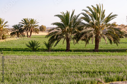 some Palm trees in a farm
