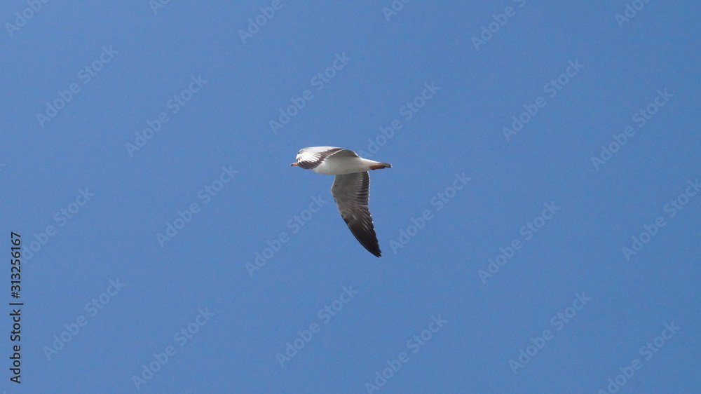 seagull in flight india