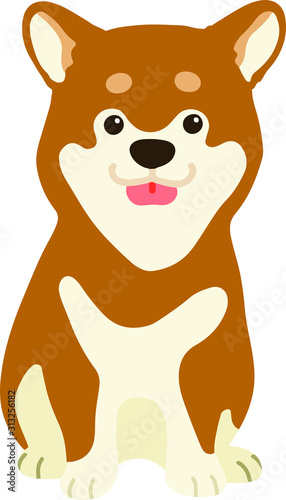 Flat colored brown Shiba Inu sitting front view