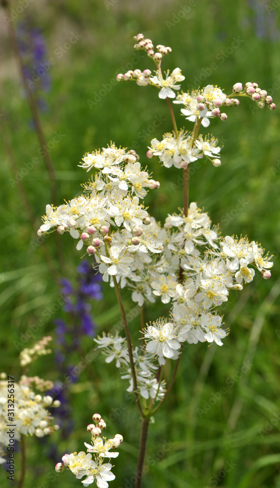 Filipendula blooms in the meadow in the wild Filipendula blooms in the meadow in the wild