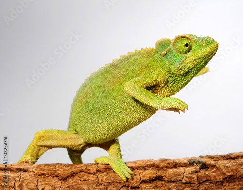 female Jackson's chameleon / weibliches Dreihornchamäleon (Trioceorus jacksonii xantholophus) photo