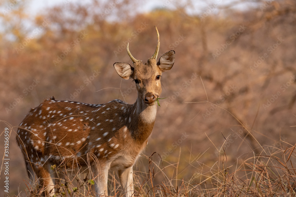Spotted Deer Spotted Deer
