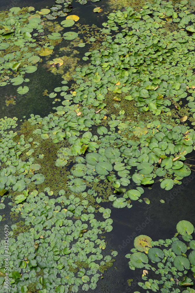 蓮と睡蓮の葉が浮かぶ池