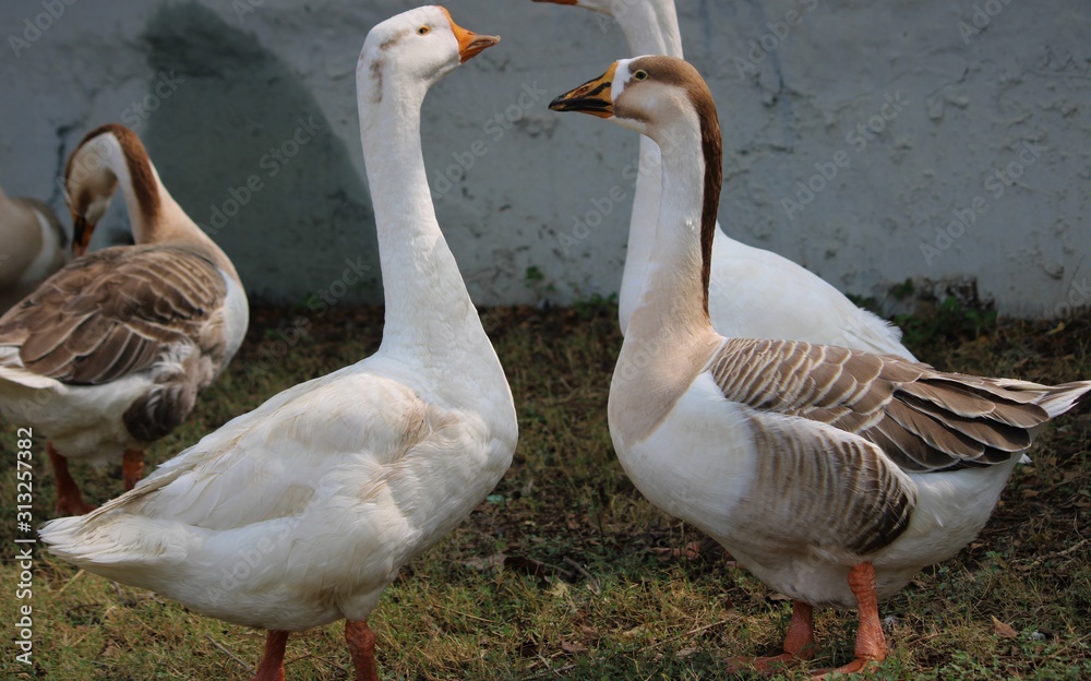 Duck -Goose near lake -near water- near green grass Duck -Goose near lake -near water- near green grass