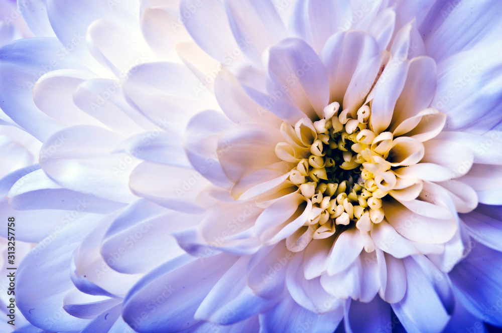 romantic daisy chrysanthemum flower full frame macro 