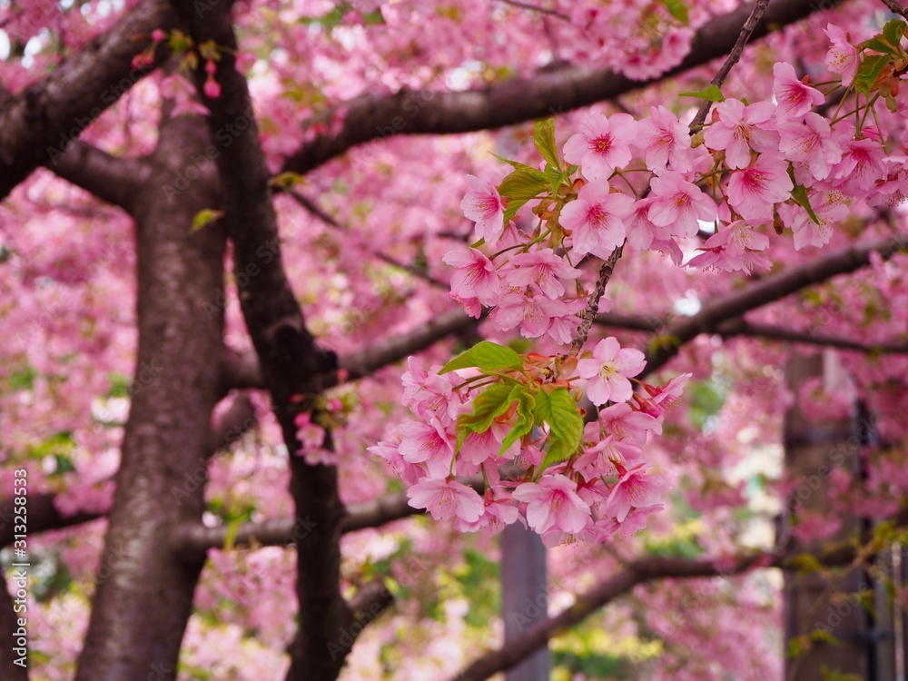 満開の河津桜 満開の河津桜
