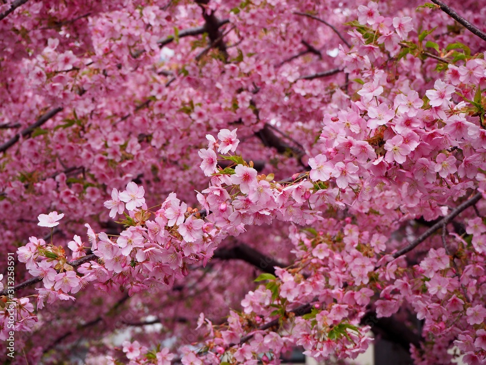 満開の河津桜 満開の河津桜