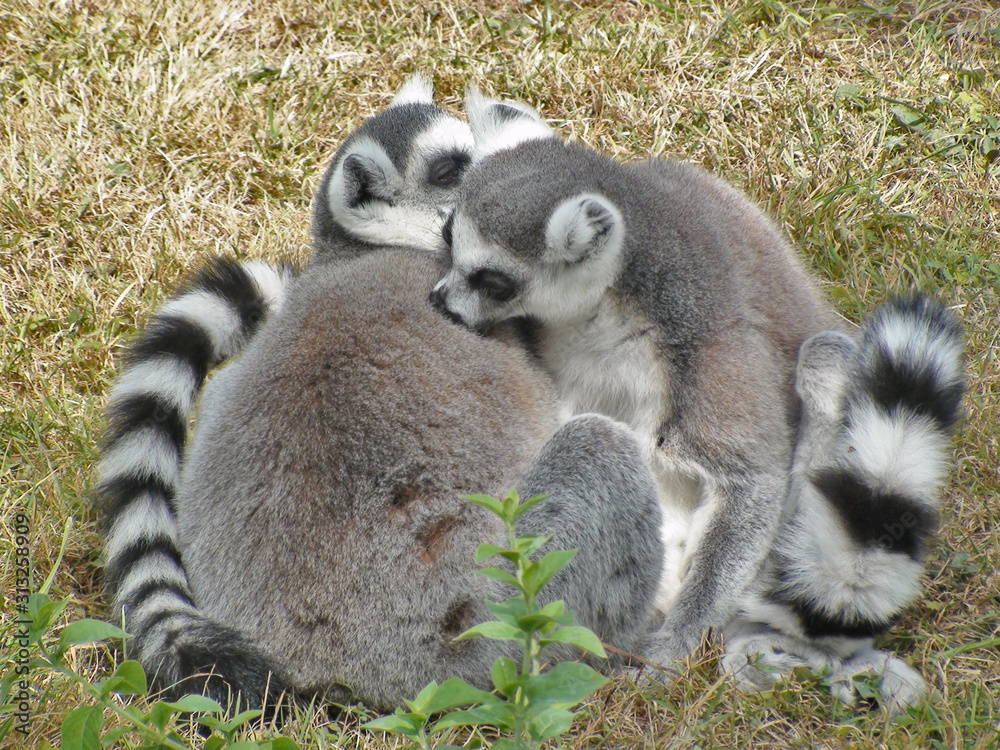 Fototapeta premium Lemur catta
