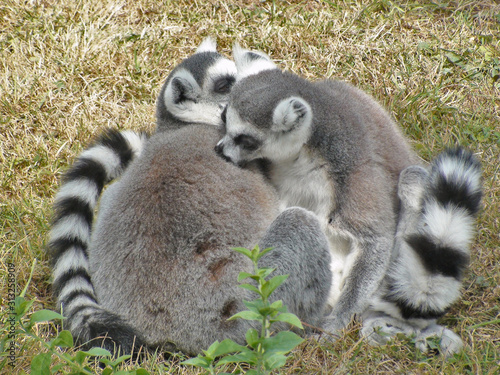 Lemur catta