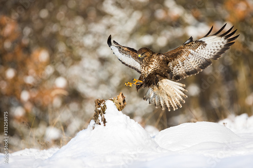 Common buzzard, buteo buteo, landing on a tree stump covered with snow in winter. Wild bird of prey with brown plumage and yellow claws flying with wings open.