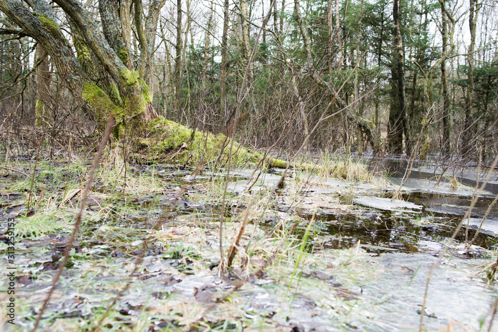 Bäume sind in Pfütze eingefroren Bäume sind in Pfütze eingefroren