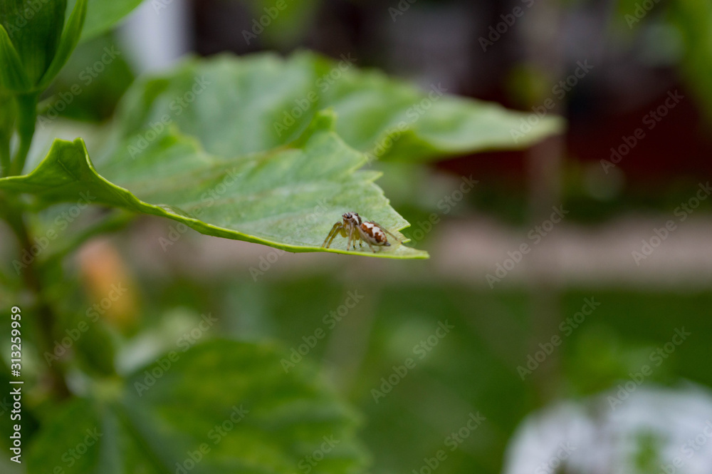 leaf