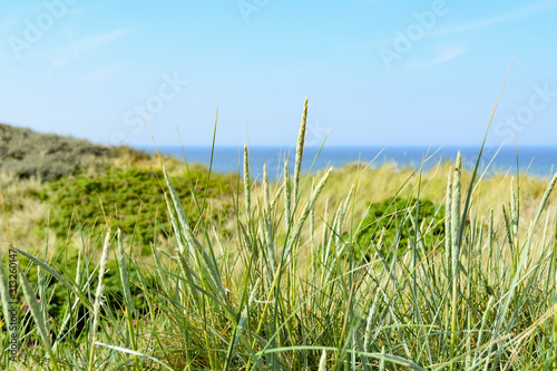 Wachsende Gr    er auf der D  ne mit der Nordsee im Hintergrund