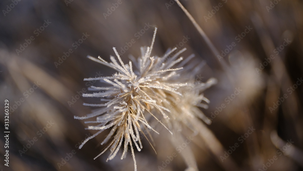 The branches of plants are covered with hoarfrost. Plants in January. Winter background for your design. The branches of plants are covered with hoarfrost. Plants in January. Winter background for your design.
