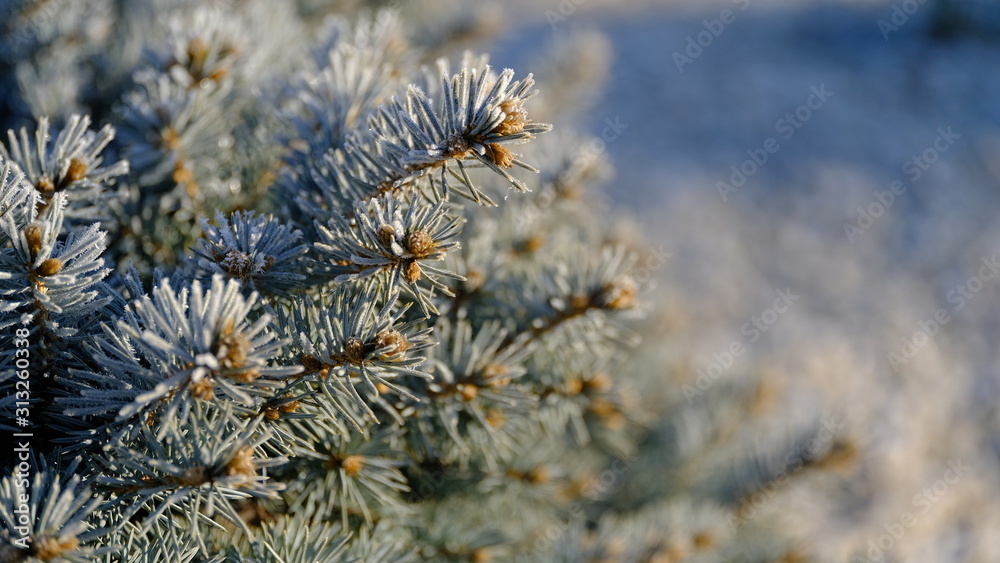 The branches of plants are covered with hoarfrost. Plants in January. Winter background for your design. The branches of plants are covered with hoarfrost. Plants in January. Winter background for your design.
