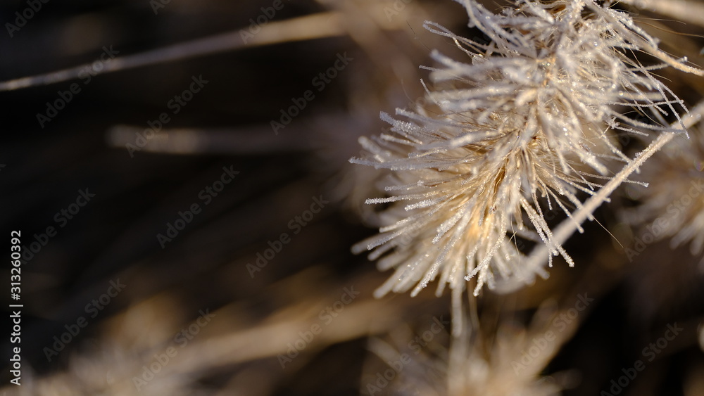  The branches of plants are covered with hoarfrost. Plants in January. Winter background for your design.