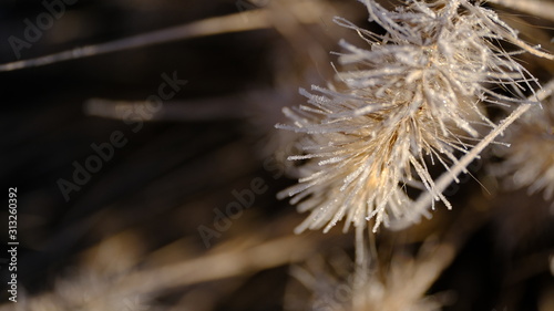  The branches of plants are covered with hoarfrost. Plants in January. Winter background for your design.