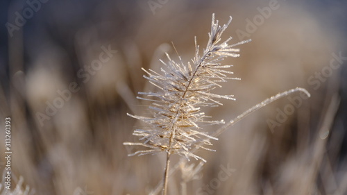  The branches of plants are covered with hoarfrost. Plants in January. Winter background for your design.