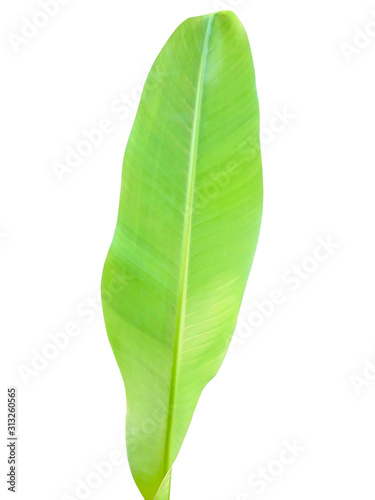 Fresh green banana leaf on the White Background.
