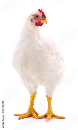 Photo white hen isolated.