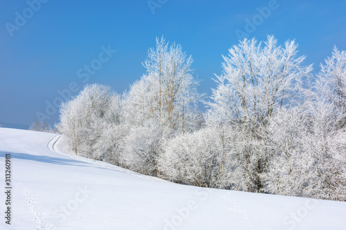forest in hoarfrost on snow covered hill. sunny morning landscape. frosty weather with blue sky. fairy tale winter scenery. beautiful nature background of white season in carpathian mountains