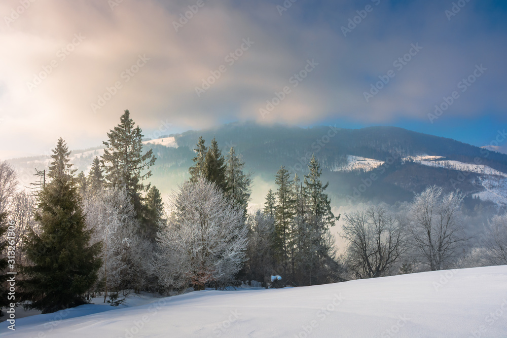 Obraz premium dramatic winter sunrise. trees in hoarfrost on a snow covered slope. clouds and mist floating in the valley. borzhava mountain ridge in the distance. amazing open vistas in gloomy frosty weather