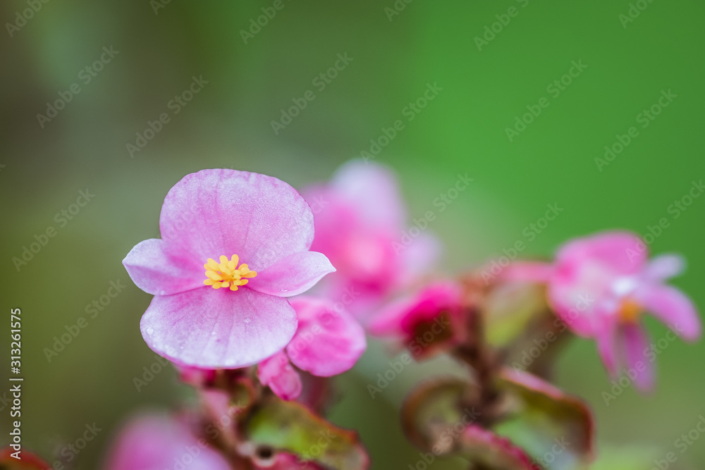 Fleur rose dans un jardin