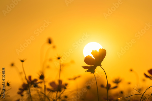 Fototapeta Naklejka Na Ścianę i Meble -  Beautiful cosmos flowers blooming in garden with sunset light