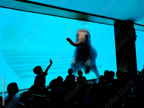 elephant swimming in water photo