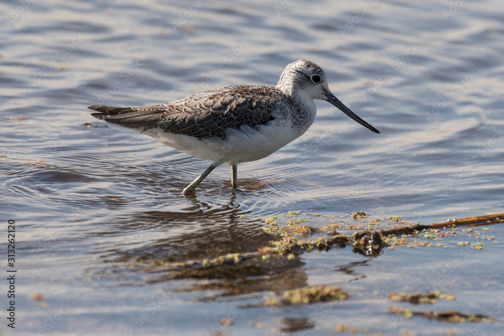 Chevalier aboyeur,.Tringa nebularia, Common Greenshank