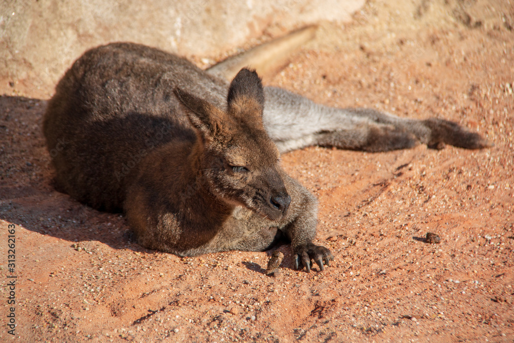 Bennett's wallaby (Macropus rufogriseus) lying on the ground resting and enjoying the warm sun rays Bennett's wallaby (Macropus rufogriseus) lying on the ground resting and enjoying the warm sun rays