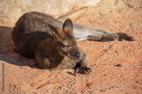 Bennett's wallaby (Macropus rufogriseus) lying on the ground resting and enjoying the warm sun rays