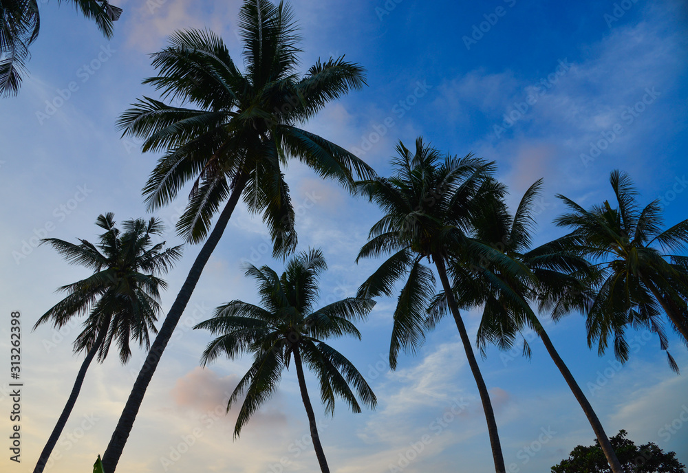 Top of coconut tree under blue sky