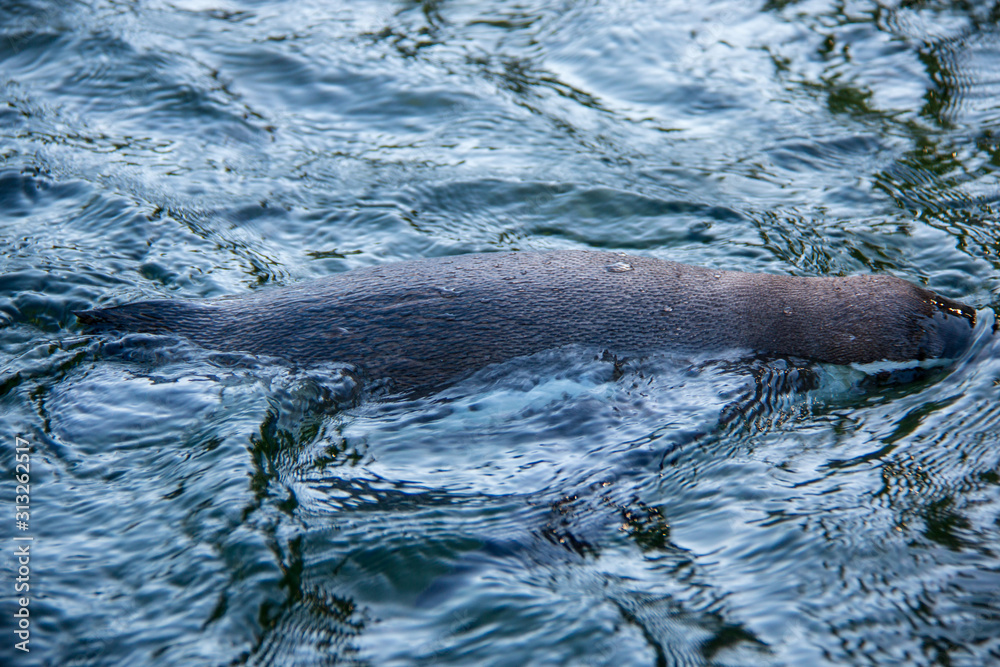 Obraz premium Humboldt penguin (Spheniscus humboldti) swimming in the water