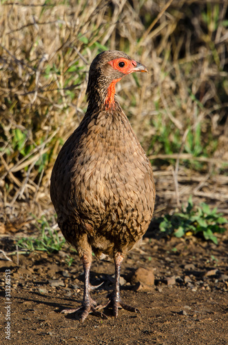 Francolin de Swainson,.Pternistis swainsonii, Swainson's Spurfowl