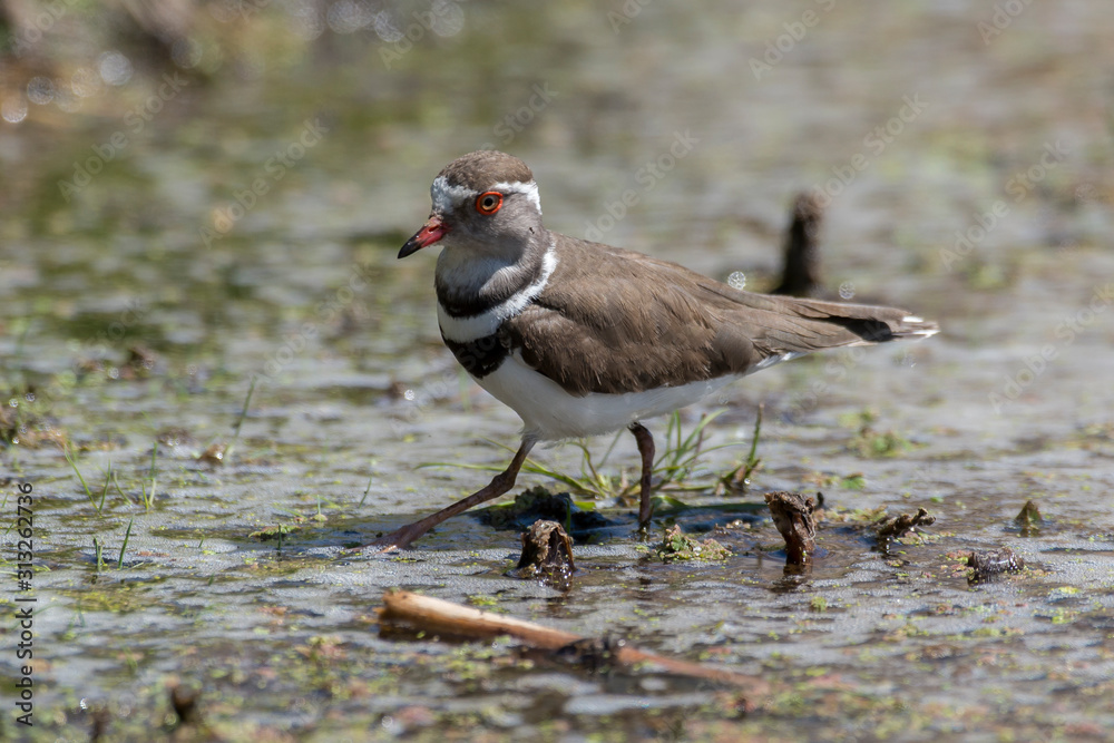 Gravelot à triple collier,.Charadrius tricollaris, Three banded Plover Gravelot à triple collier,.Charadrius tricollaris, Three banded Plover