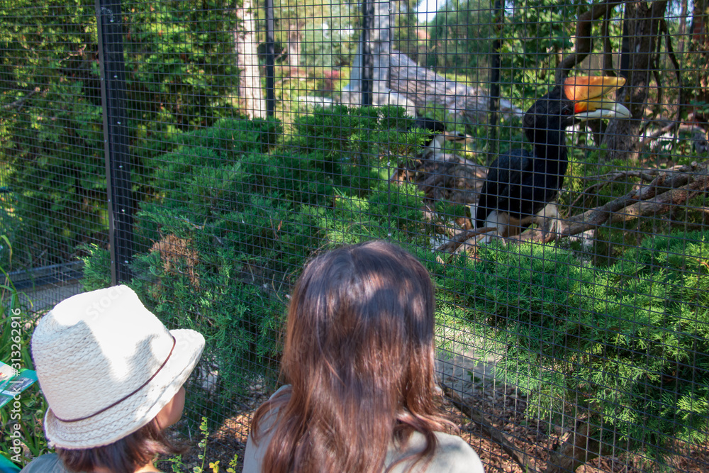 Two children gazing at a rhinoceros hornbill (Buceros rhinoceros) in its cage in a zoo Two children gazing at a rhinoceros hornbill (Buceros rhinoceros) in its cage in a zoo