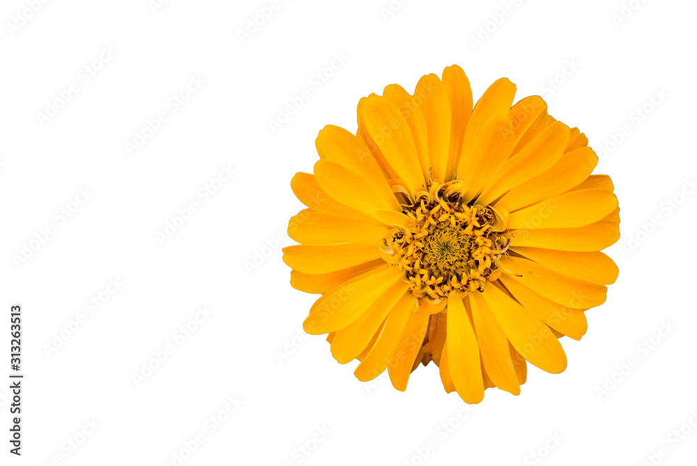 a complete yellow flower isolated on white a complete yellow flower isolated on white