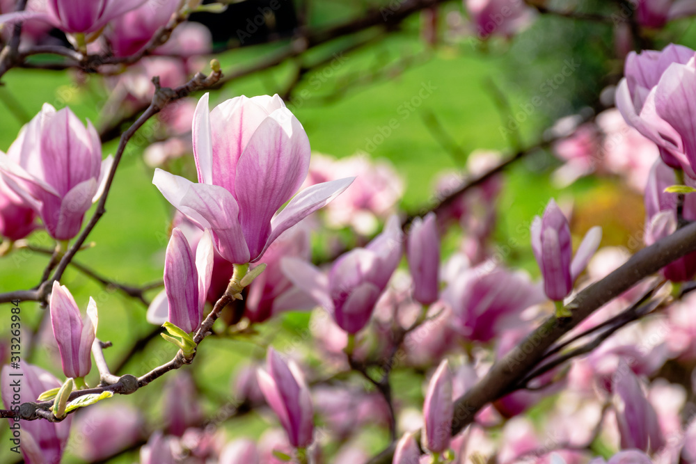 pink blossom of magnolia tree. big flowering on the twigs in sunlight. spring season in the garden. bright ornamental background pink blossom of magnolia tree. big flowering on the twigs in sunlight. spring season in the garden. bright ornamental background