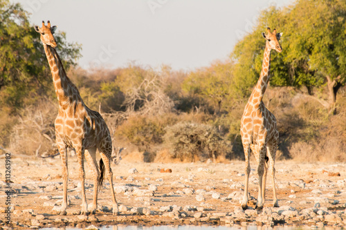 Photography Giraffes, Etosha national park.