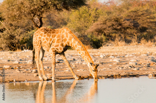 Photography Giraffes, Etosha national park.
