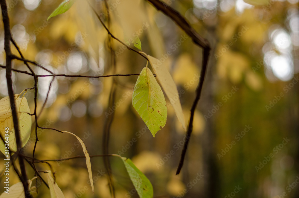 Autumn leaf on a branch in the park. Blurred background Autumn leaf on a branch in the park. Blurred background