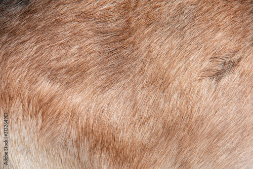 Close-up view of the brown fur of a common goat © schusterbauer.com