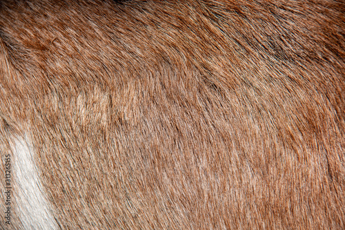 Close-up view of the brown fur of a common goat with a small white spot