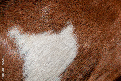 Close-up view of the brown fur of a common goat with a large white spot